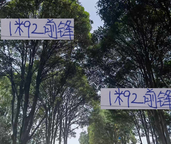 青岛海牛 中超｜兰克尔-泽12场6球仍被罚下，2比2冲突四起