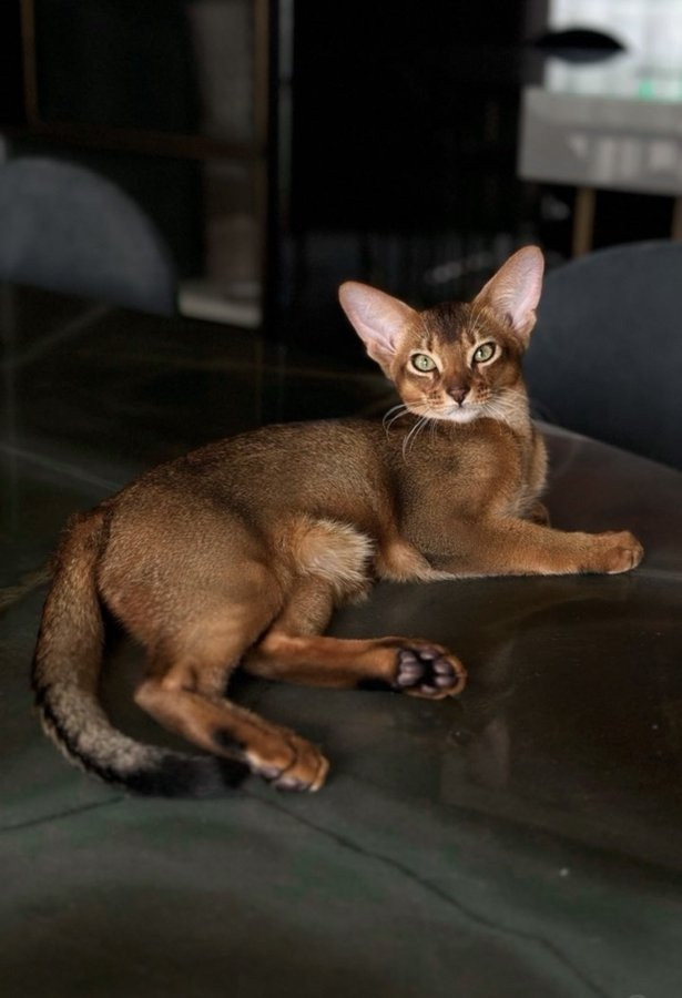 德甲法兰克福巴舒亚伊为爱猫紧急求1只猫血，社媒一夜点燃球迷关注