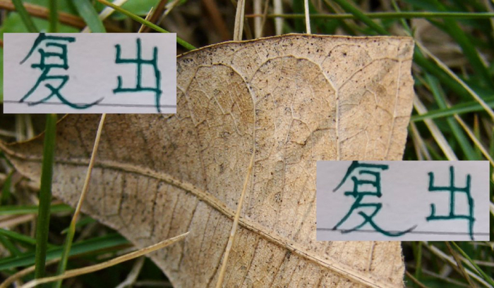 北京国安剩4场，中超后防线能靠欧冠队长回暖吗？