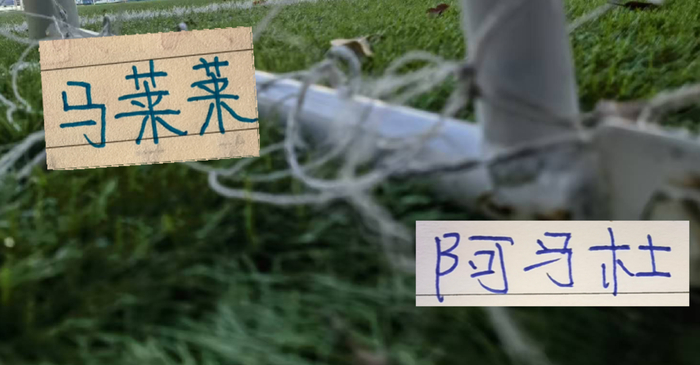 马莱莱与阿马杜交换球衣留念，中超球员互动引关注