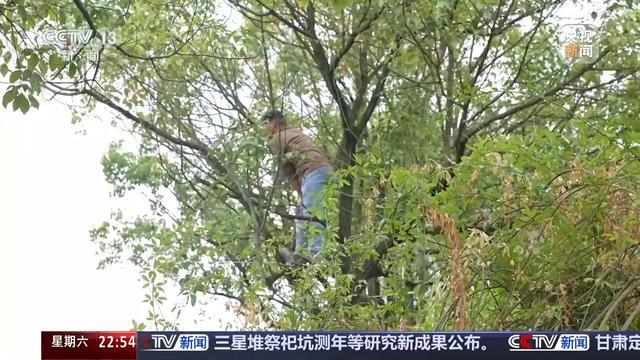 “树上挂票”奇招火了“湘超”，官方带头玩梗也是醉了